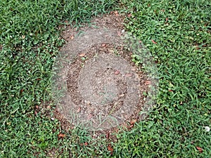 Green grass or lawn with dead or diseased brown patch