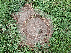 Green grass or lawn with dead or diseased brown patch