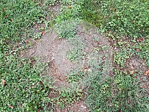 Green grass or lawn with dead or diseased brown patch