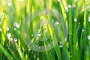 Green grass on a lawn with dew drops