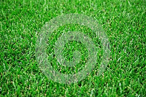 Green grass lawn on the field. Fresh cutted grass. Nature texture background. Green lawn pattern