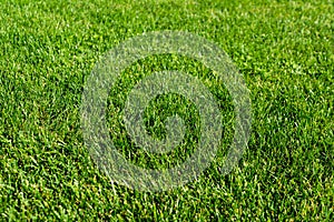 Green grass lawn in the garden, green flooring making concept, football pitch training or golf lawn. Green grass texture