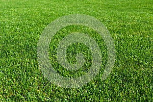 Green grass lawn in the garden, green flooring making concept, football pitch training or golf lawn. Green grass texture