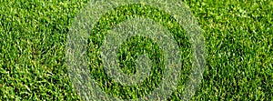 Green grass lawn in the garden, green flooring making concept, football pitch training or golf lawn. Green grass texture