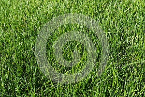 Green grass lawn in the garden, green flooring making concept, football pitch training or golf lawn. Green grass texture