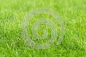 Green grass lawn in the garden, green flooring making concept, football pitch training or golf lawn. Green grass texture
