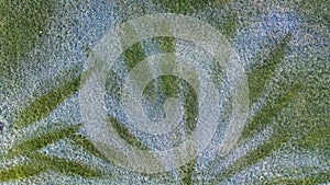 Green grass lawn in morning hoarfrost, top view, texture.