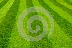 Green grass lawn mowed in a striped pattern, decorative grass pattern, gardening and garden maintenance
