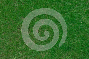 Green grass lawn surface background texture natural nature
