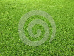 Green grass lawn texture background in park