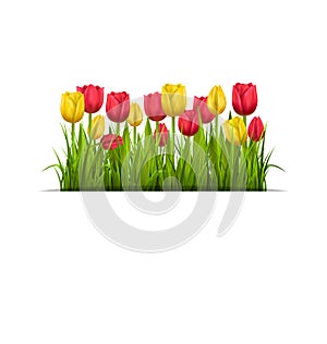 Green grass lawn and tulips isolated on white. Floral nature flo