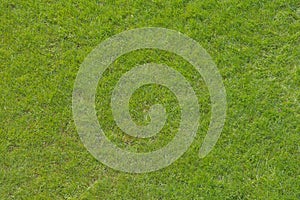 Green grass lawn verdant light surface background texture natural nature