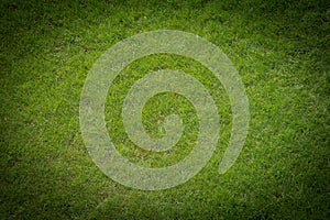 Green grass lawn verdant surface background texture natural nature black design vignette