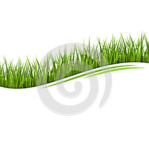 Green grass lawn wave isolated on white. Floral eco nature