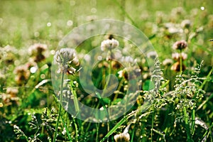 Green grass lawn with white clover flowers. The grass is covered with morning dew