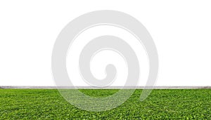 Green grass lawn, with white wall