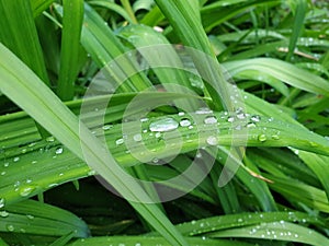 Green grass leaf droplets fresh nature