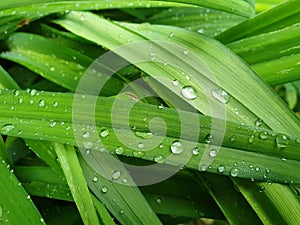 Green grass leaf droplets fresh nature