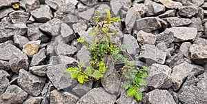 Green Grass Leaf in the Middle of Stone 2s