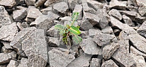 Green Grass Leaf in The Middle of Stones 3