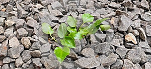 Green Grass Leaf in the Middle of Stones