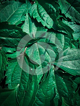 Green grass leaf pattern on dark background