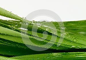 Green grass leaf with water drops. Nature background