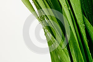 Green grass leaf with water drops. Nature background