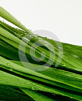 Green grass leaf with water drops. Nature background
