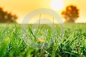 Green grass leafs with morning dew drops at sunrise.