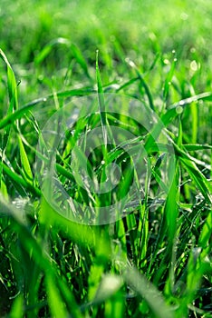 Green grass leafs with morning dew drops at sunrise.