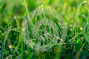 Green grass leafs with morning dew drops at sunrise.