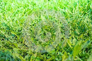 Green grass and leaves as background. Structure of plants and stems. Symbol summer plant, eco natural