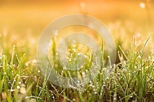 Green grass with dew drop and sunlight