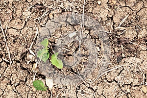 Green grass leaves on drought land. Drought and cracks in the soil