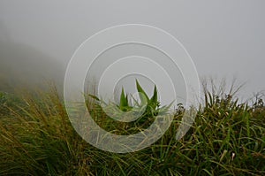 Green grass and leaves on the fog mountain