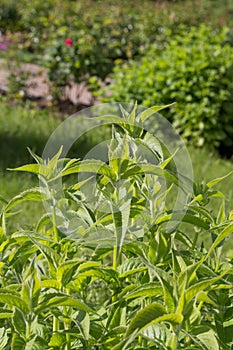 Green grass and leaves of Monarda fistulosa plant. Summer floral background. photo