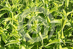 Green grass and leaves of Monarda fistulosa plant. Summer floral background. photo