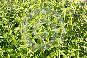 Green grass and leaves of Monarda fistulosa plant. Summer floral background. photo