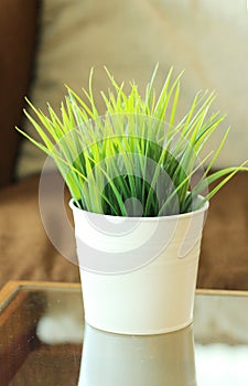 Green grass leaves in pot