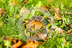 green grass and leaves