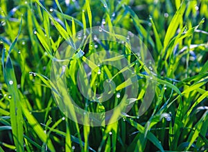 Green grass leaves with small water droplets