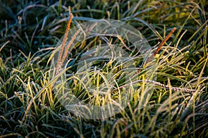 Green grass leaves with white hoarfrost sun and light in the morning, in the field and misty morning. Abstract nature background