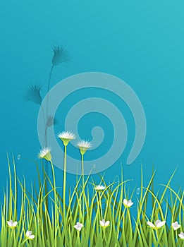 Green grass with little white flower background