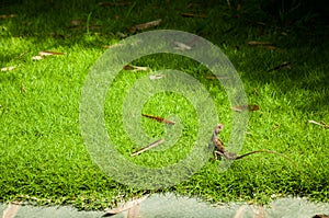 Green grass with lizard landscape