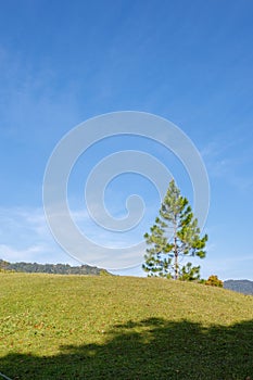 Green Grass and Lone Pine Tree