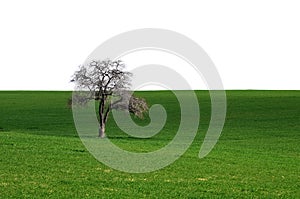 Green grass with lonely tree isolated