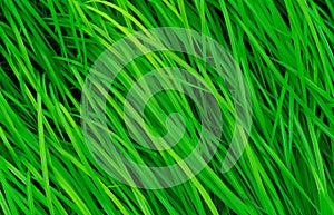 Green grass with long leaves. Natural green stalks grass texture background. Organic and healthy background. Background
