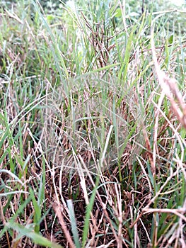 Details of green grass