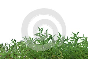 Green grass lush bush isolated on white background